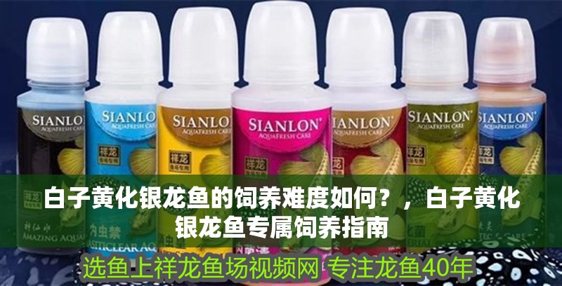 白子黃化銀龍魚的飼養難度如何？，白子黃化銀龍魚專屬飼養指南