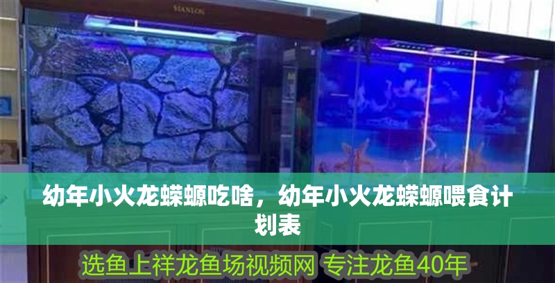 幼年小火龍蠑螈吃啥，幼年小火龍蠑螈喂食計(jì)劃表