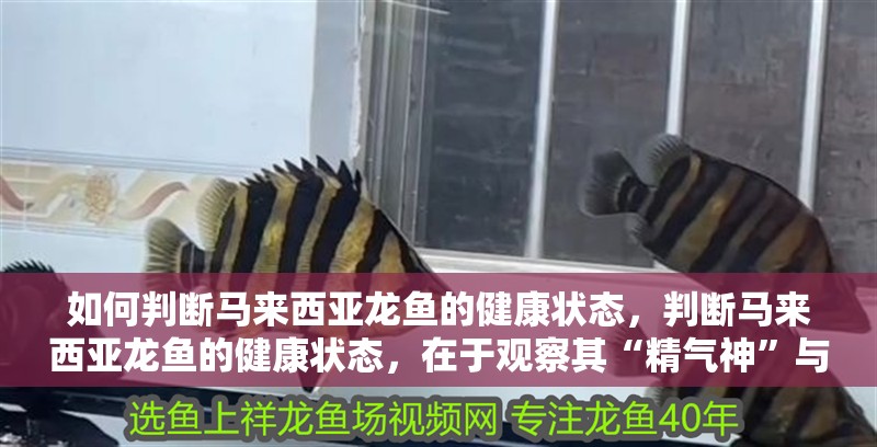 如何判斷馬來西亞龍魚的健康狀態(tài)，判斷馬來西亞龍魚的健康狀態(tài)，在于觀察其“精氣神”與“行為細(xì)節(jié)”