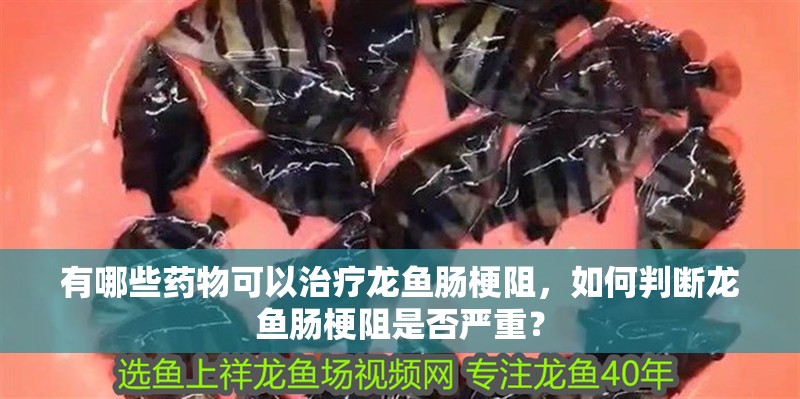 有哪些藥物可以治療龍魚腸梗阻，如何判斷龍魚腸梗阻是否嚴重？