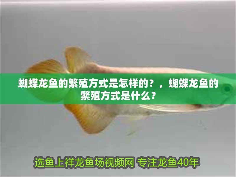 蝴蝶龍魚的繁殖方式是怎樣的？，蝴蝶龍魚的繁殖方式是什么？
