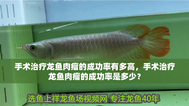 手術治療龍魚肉瘤的成功率有多高，手術治療龍魚肉瘤的成功率是多少？