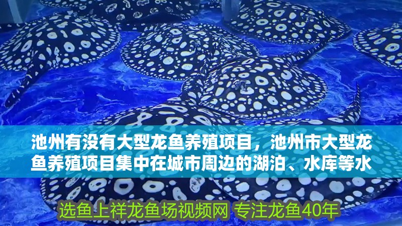 <strong><mark>池州</mark></strong>有沒有大型龍魚養殖項目，<strong><mark>池州</mark></strong>市大型龍魚養殖項目集中在城市周邊的湖泊、水庫等水域