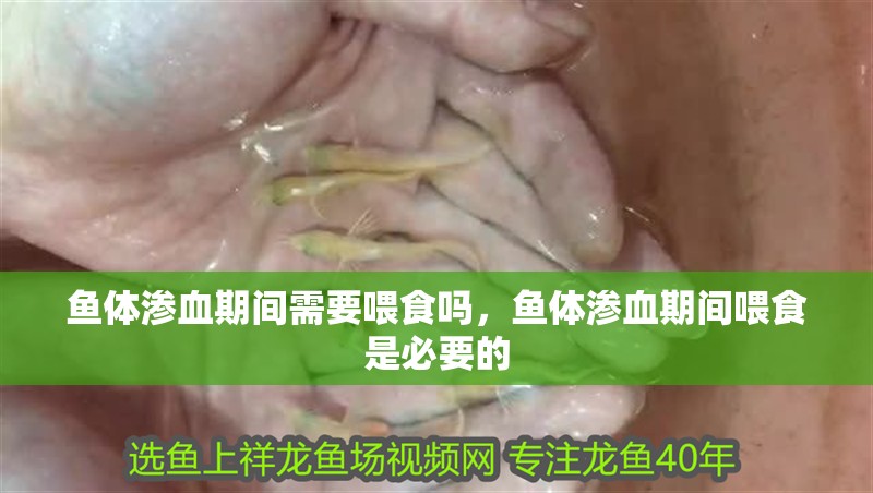 魚體滲血期間需要喂食嗎，魚體滲血期間喂食是必要的