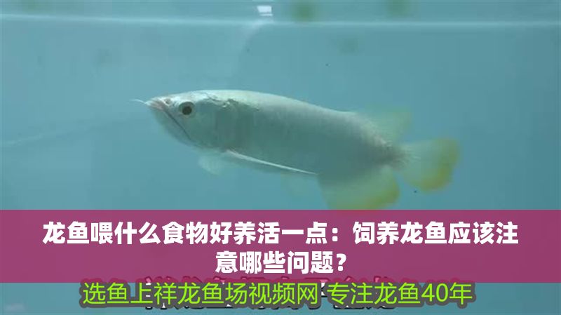 龍魚喂什么食物好養活一點：飼養龍魚應該注意哪些問題？
