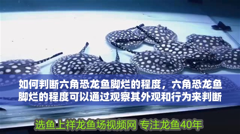 如何判斷六角恐龍魚腳爛的程度，六角恐龍魚腳爛的程度可以通過觀察其外觀和行為來判斷