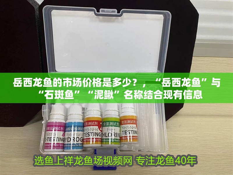 岳西龍魚的市場價格是多少？，“岳西龍魚”與“石斑魚”“泥鰍”名稱結合現有信息