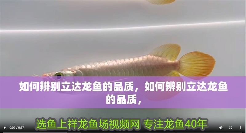 如何辨別立達龍魚的品質，如何辨別立達龍魚的品質，