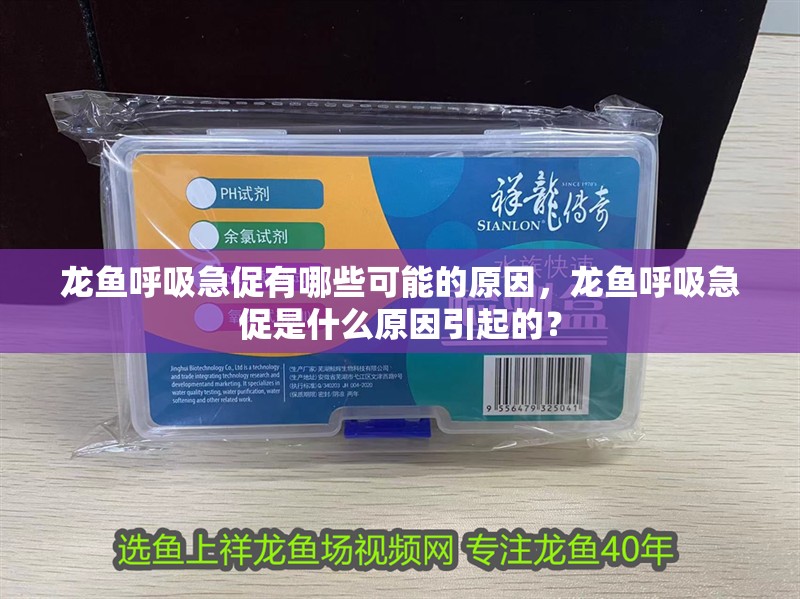 龍魚呼吸急促有哪些可能的原因，龍魚呼吸急促是什么原因引起的？