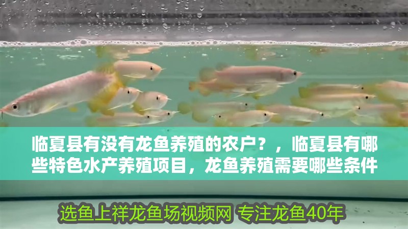 臨夏縣有沒有龍魚養(yǎng)殖的農(nóng)戶？，臨夏縣有哪些特色水產(chǎn)養(yǎng)殖項目，龍魚養(yǎng)殖需要哪些條件