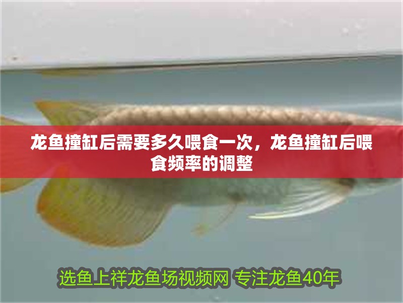 龍魚撞缸后需要多久喂食一次，龍魚撞缸后喂食頻率的調整