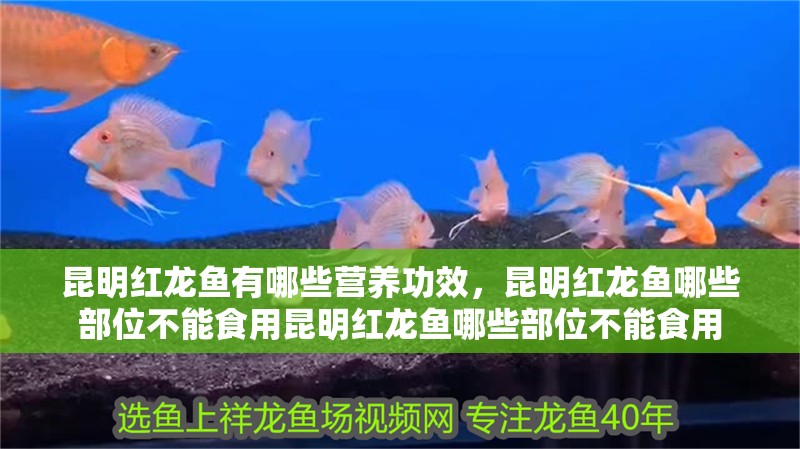 <strong><mark>昆明</mark></strong>紅龍魚有哪些營養功效，<strong><mark>昆明</mark></strong>紅龍魚哪些部位不能食用<strong><mark>昆明</mark></strong>紅龍魚哪些部位不能食用