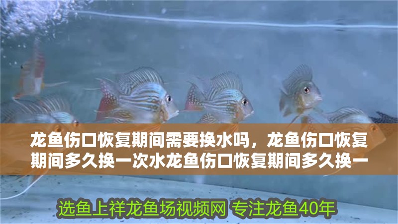 龍魚傷口恢復期間需要換水嗎，龍魚傷口恢復期間多久換一次水龍魚傷口恢復期間多久換一次水