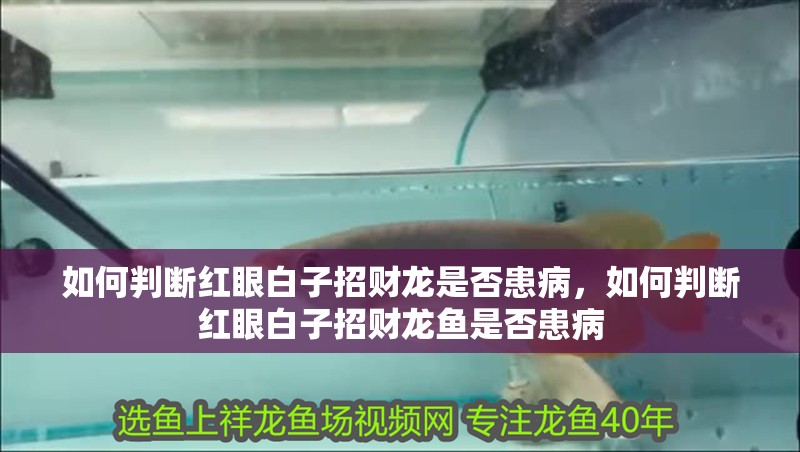 如何判斷紅眼白子招財(cái)龍是否患病，如何判斷紅眼白子招財(cái)龍魚是否患病