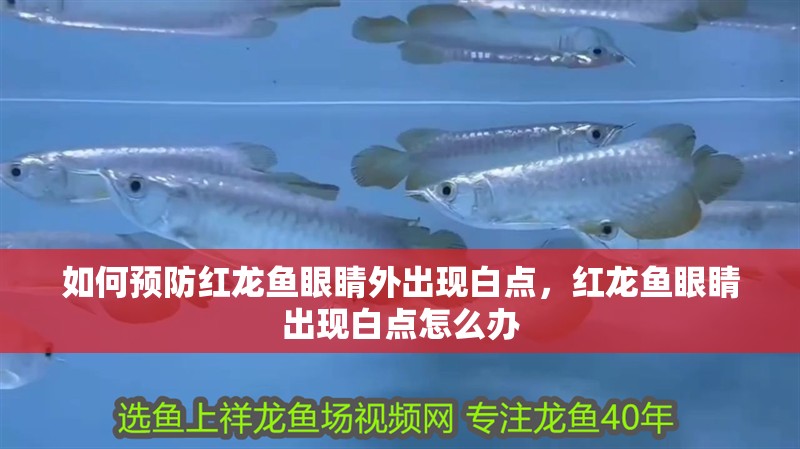 如何預(yù)防紅龍魚眼睛外出現(xiàn)白點，紅龍魚眼睛出現(xiàn)白點怎么辦