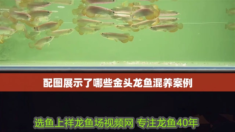 配圖展示了哪些金頭龍魚混養案例