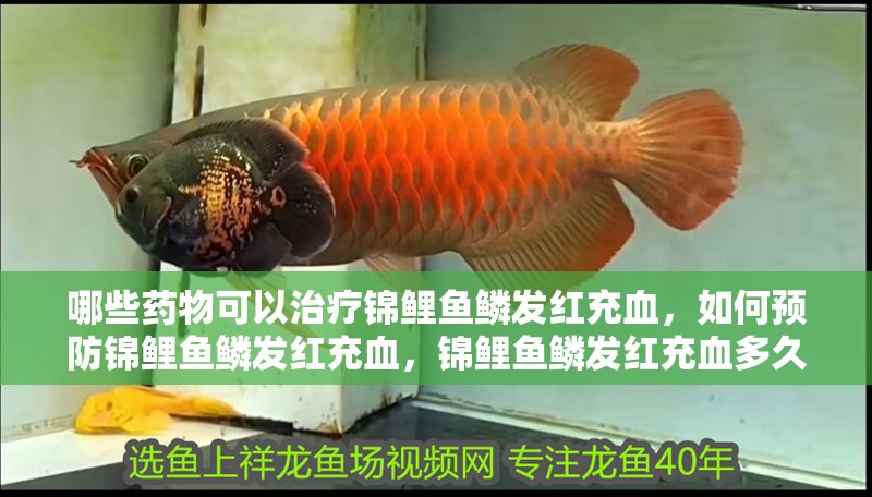 哪些藥物可以治療錦鯉魚鱗發紅充血，如何預防錦鯉魚鱗發紅充血，錦鯉魚鱗發紅充血多久能好
