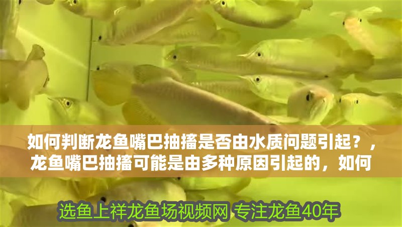 如何判斷龍魚(yú)嘴巴抽搐是否由水質(zhì)問(wèn)題引起？，龍魚(yú)嘴巴抽搐可能是由多種原因引起的，如何判斷是否由水質(zhì)問(wèn)題引起