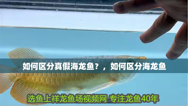 如何區(qū)分真假海龍魚(yú)？，如何區(qū)分海龍魚(yú) 如何區(qū)分真假海龍魚(yú)？，如何區(qū)分海龍魚(yú) 龍魚(yú)百科