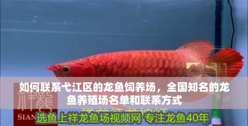 如何聯系弋江區的龍魚飼養場，全國知名的龍魚養殖場名單和聯系方式