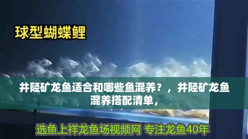 井陘礦龍魚適合和哪些魚混養(yǎng)？，井陘礦龍魚混養(yǎng)搭配清單，