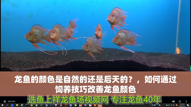龍魚的顏色是自然的還是后天的？，如何通過飼養(yǎng)技巧改善龍魚顏色