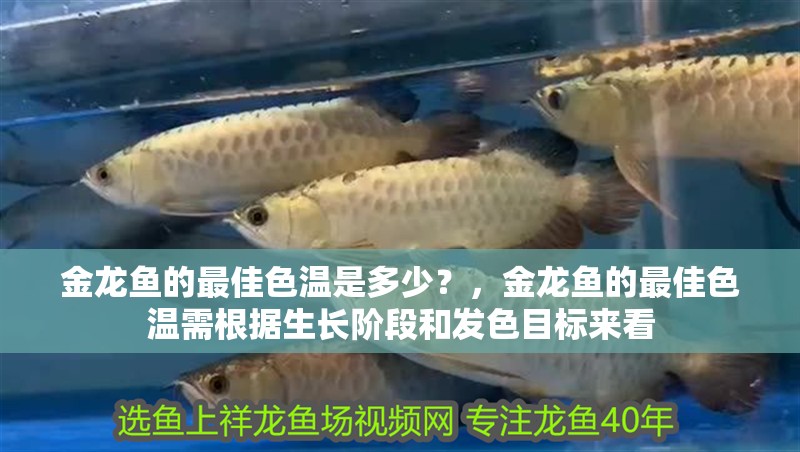 金龍魚的最佳色溫是多少？，金龍魚的最佳色溫需根據生長階段和發色目標來看