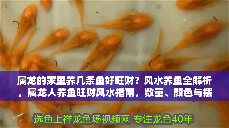 屬龍的家里養幾條魚好旺財？風水養魚全解析，屬龍人養魚旺財風水指南，數量、顏色與擺放全解析