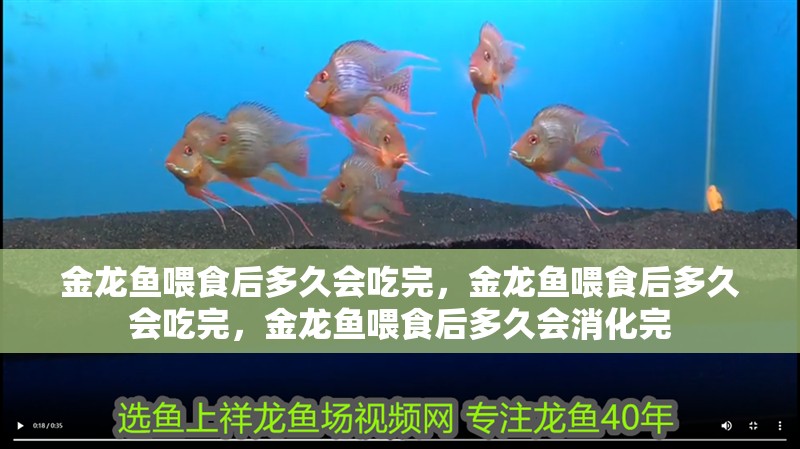 金龍魚喂食后多久會吃完，金龍魚喂食后多久會吃完，金龍魚喂食后多久會消化完