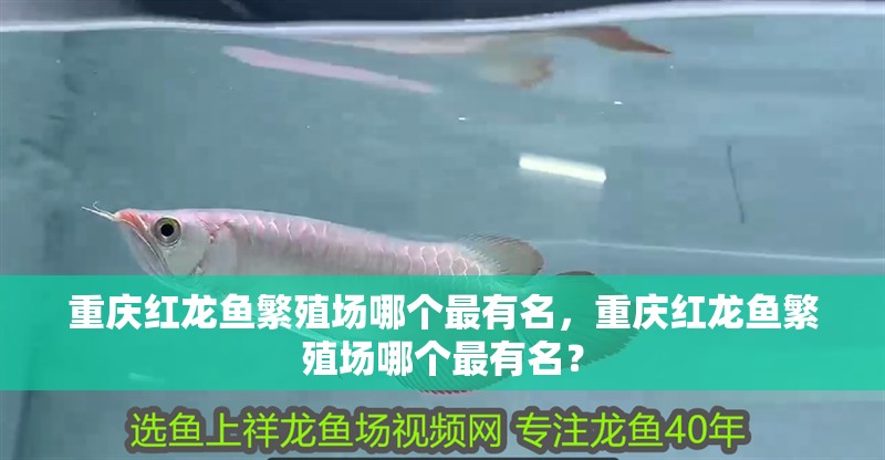 重慶紅龍魚繁殖場哪個最有名，重慶紅龍魚繁殖場哪個最有名？