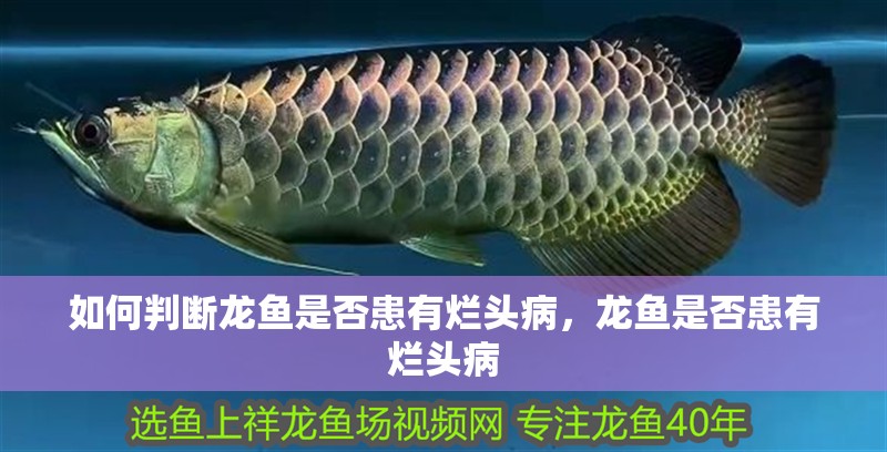 如何判斷龍魚是否患有爛頭病，龍魚是否患有爛頭病