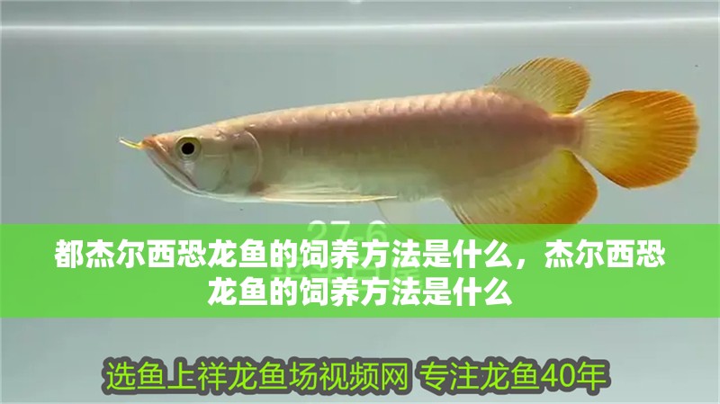都杰爾西恐龍魚(yú)的飼養(yǎng)方法是什么，杰爾西恐龍魚(yú)的飼養(yǎng)方法是什么