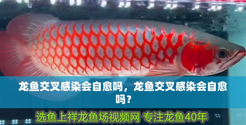 龍魚交叉感染會自愈嗎，龍魚交叉感染會自愈嗎？