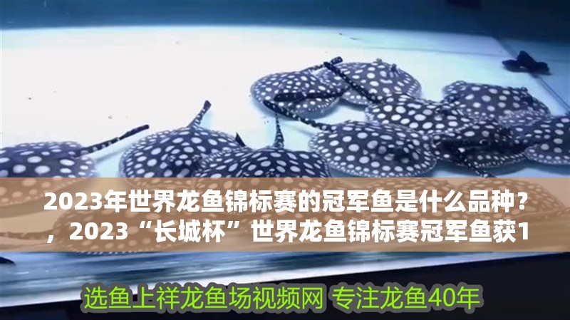 2023年世界龍魚(yú)錦標(biāo)賽的冠軍魚(yú)是什么品種？，2023“長(zhǎng)城杯”世界龍魚(yú)錦標(biāo)賽冠軍魚(yú)獲10萬(wàn)元獎(jiǎng)金
