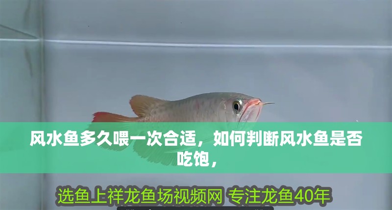 風水魚多久喂一次合適，如何判斷風水魚是否吃飽，