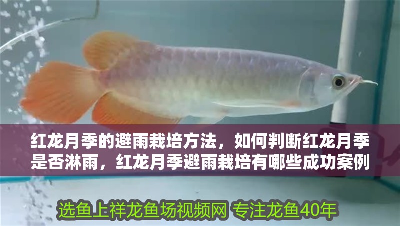 紅龍月季的避雨栽培方法，如何判斷紅龍月季是否淋雨，紅龍月季避雨栽培有哪些成功案例