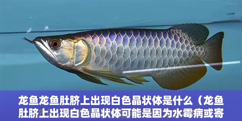 龍魚龍魚肚臍上出現白色晶狀體是什么（龍魚肚臍上出現白色晶狀體可能是因為水霉病或寄生導致的）