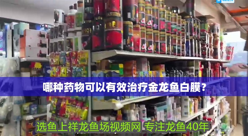 哪種藥物可以有效治療金龍魚白膜？ 哪種藥物可以有效治療金龍魚白膜？ 龍魚百科