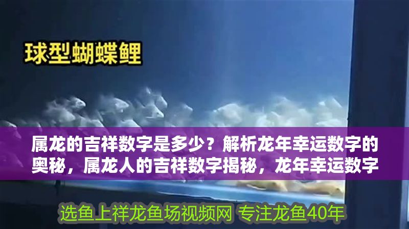 屬龍的吉祥數(shù)字是多少？解析龍年幸運(yùn)數(shù)字的奧秘，屬龍人的吉祥數(shù)字揭秘，龍年幸運(yùn)數(shù)字全解析