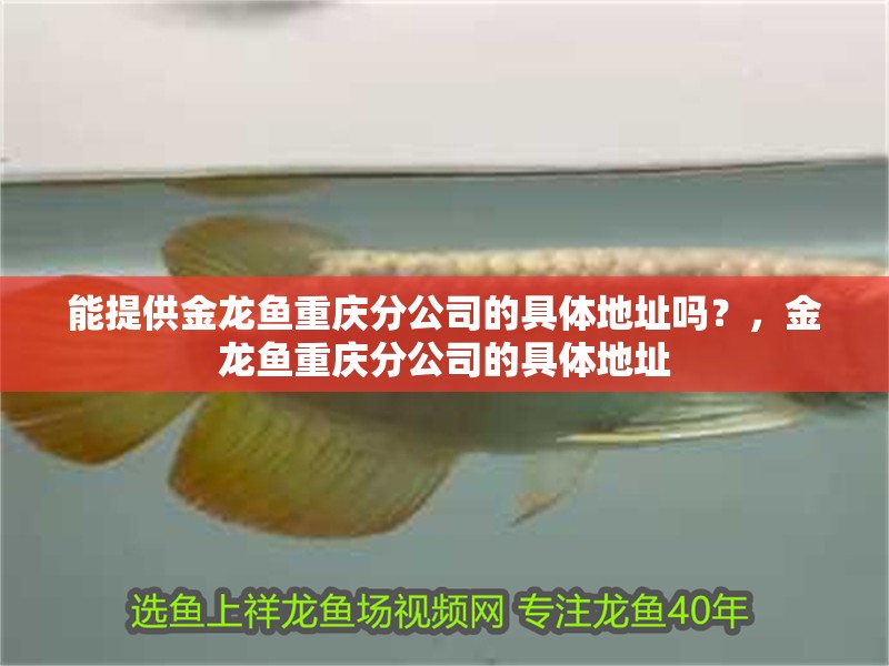 能提供金龍魚重慶分公司的具體地址嗎？，金龍魚重慶分公司的具體地址