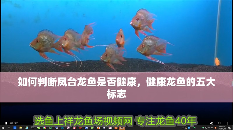 如何判斷鳳臺龍魚是否健康，健康龍魚的五大標志