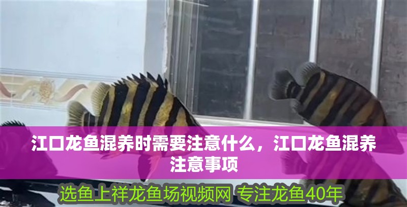 <strong><mark>江口</mark></strong>龍魚(yú)混養(yǎng)時(shí)需要注意什么，<strong><mark>江口</mark></strong>龍魚(yú)混養(yǎng)注意事項(xiàng)