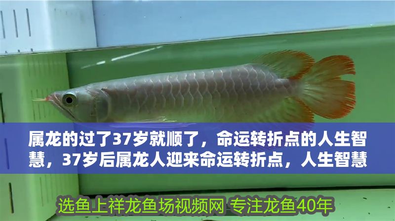 屬龍的過了37歲就順了，命運(yùn)轉(zhuǎn)折點(diǎn)的人生智慧，37歲后屬龍人迎來命運(yùn)轉(zhuǎn)折點(diǎn)，人生智慧與運(yùn)勢提升的關(guān)鍵解析