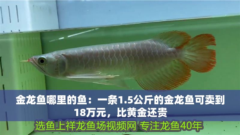 金龍魚哪里的魚：一條1.5公斤的金龍魚可賣到18萬元，比黃金還貴