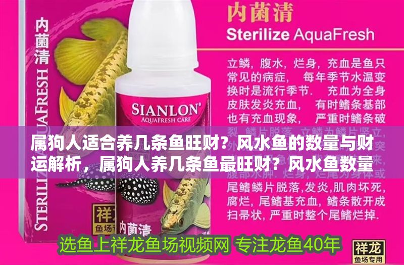 屬狗人適合養(yǎng)幾條魚旺財(cái)？風(fēng)水魚的數(shù)量與財(cái)運(yùn)解析，屬狗人養(yǎng)幾條魚最旺財(cái)？風(fēng)水魚數(shù)量與財(cái)運(yùn)詳解