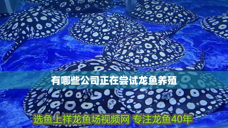 有哪些公司正在嘗試龍魚養殖