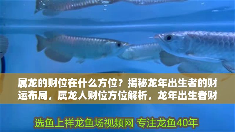 屬龍的財位在什么方位?揭秘龍年出生者的財運布局,屬龍人財位方位解析,龍年出生者財運布局指南 龍魚百科 第1張 屬龍的財位在什么方位?揭秘龍年出生者的財運布局,屬龍人財位方位解析,龍年出生者財運布局指南 屬龍的財位在什么方位?揭秘龍年出生者的財運布局,屬龍人財位方位解析,龍年出生者財運布局指南 龍魚百科 第1張