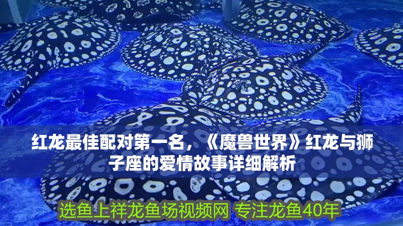 紅龍最佳配對第一名，《魔獸世界》紅龍與獅子座的愛情故事詳細解析