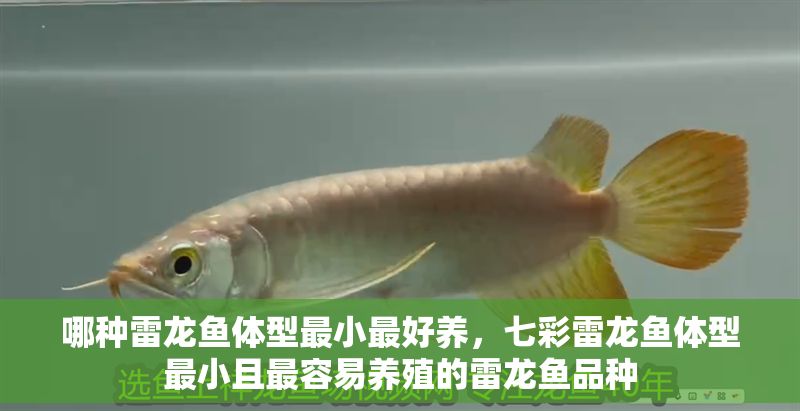 哪種雷龍魚體型最小最好養(yǎng)，七彩雷龍魚體型最小且最容易養(yǎng)殖的雷龍魚品種