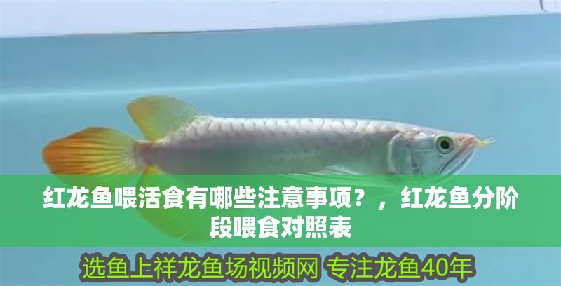 魚缸過濾器選購指南:自制魚缸過濾器魚缸上置過濾器對于養魚愛好者的必備知識 紅龍魚喂活食有哪些注意事項?,紅龍魚分階段喂食對照表 龍魚百科 紅龍魚喂活食有哪些注意事項?,紅龍魚分階段喂食對照表 紅龍魚喂活食有哪些注意事項?,紅龍魚分階段喂食對照表 龍魚百科